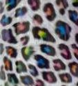 Rainbow Cheetah